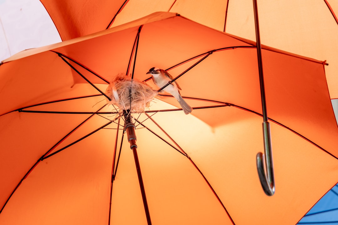 a couple of birds sitting on top of an orange umbrella
