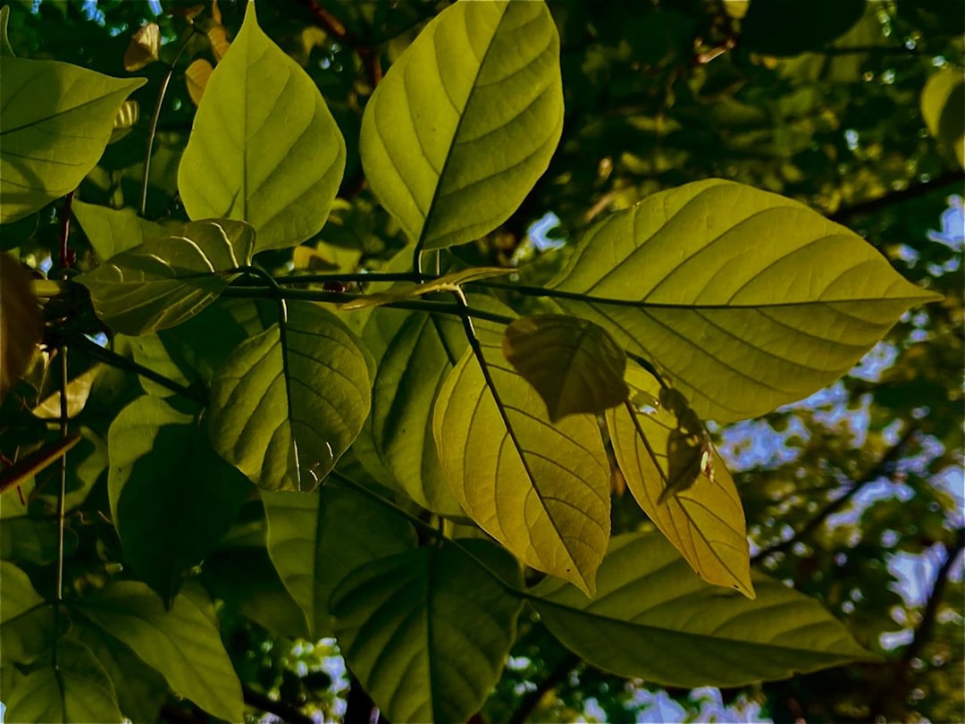a close up of leaves on a tree